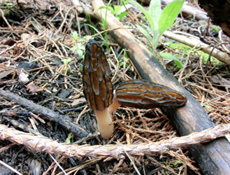 Morchella eximia